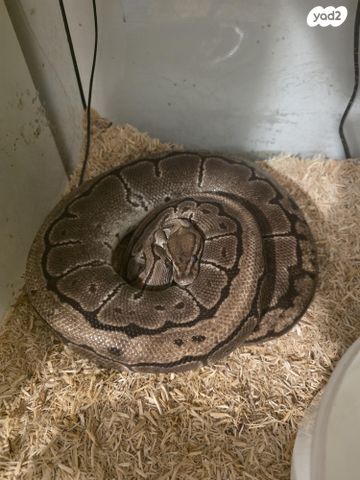 תמונת מודעה - חיות מחמד