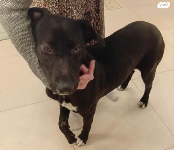 תמונת מודעה - חיות מחמד