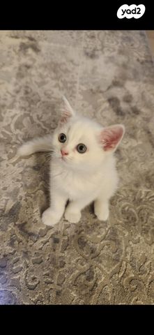 תמונת מודעה - חיות מחמד