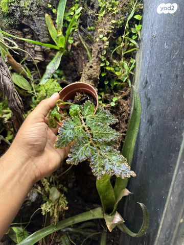 תמונת מודעה - חיות מחמד