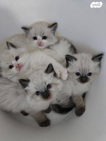 תמונת מודעה - חיות מחמד