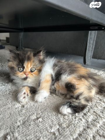 תמונת מודעה - חיות מחמד