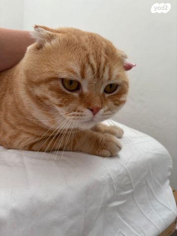 תמונת מודעה - חיות מחמד