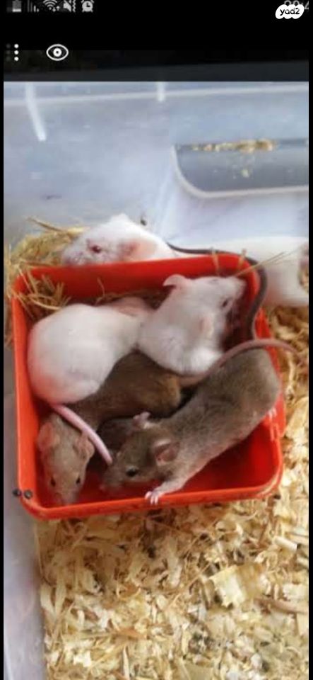 תמונת מודעה - חיות מחמד