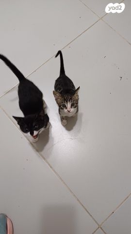 תמונת מודעה - חיות מחמד