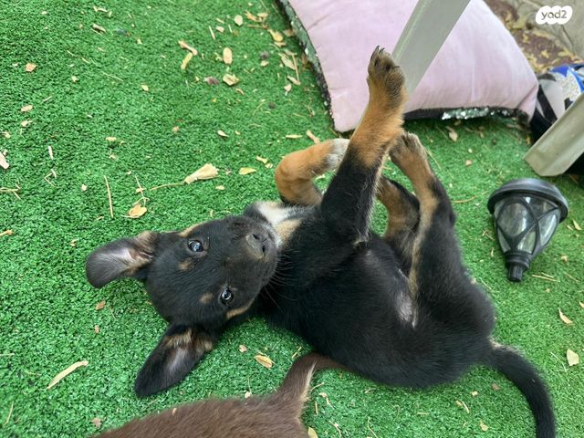 תמונת מודעה - חיות מחמד