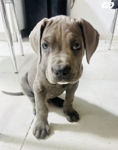 תמונת מודעה - חיות מחמד