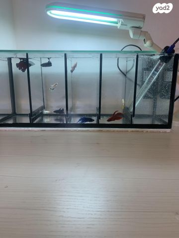 תמונת מודעה - חיות מחמד