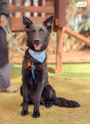 תמונת מודעה - חיות מחמד