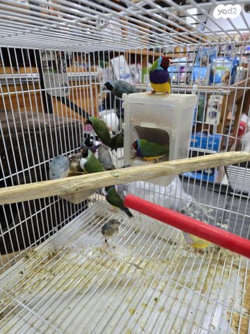 תמונת מודעה - חיות מחמד