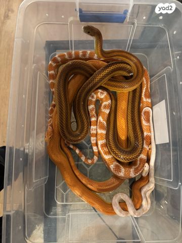 תמונת מודעה - חיות מחמד