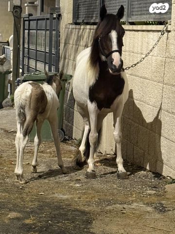תמונת מודעה - חיות מחמד