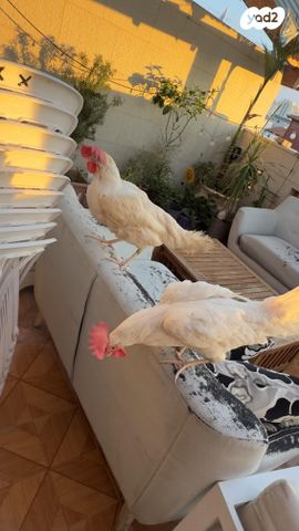 תמונת מודעה - חיות מחמד