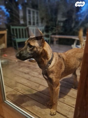 תמונת מודעה - חיות מחמד