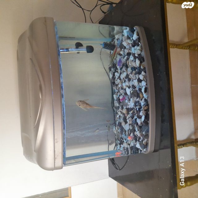 תמונת מודעה - חיות מחמד