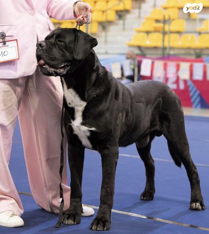 כלב קאנה קורסו