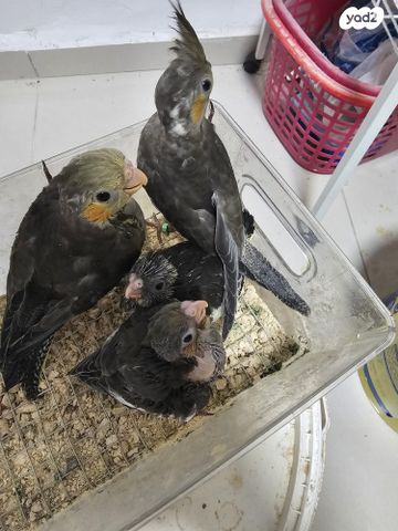 תמונת מודעה - חיות מחמד