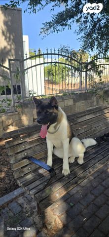 תמונת מודעה - חיות מחמד