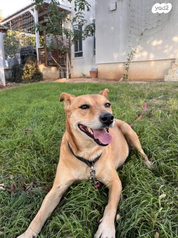 תמונת מודעה - חיות מחמד