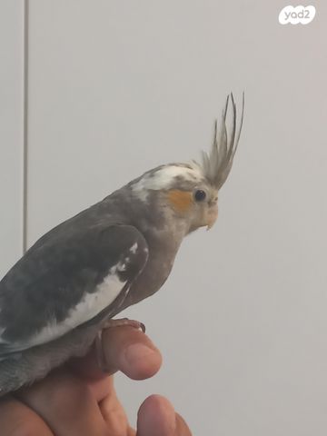 תמונת מודעה - חיות מחמד