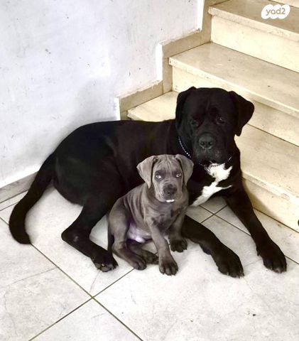 כלב קאנה קורסו