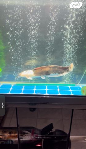 דג דגי חתול