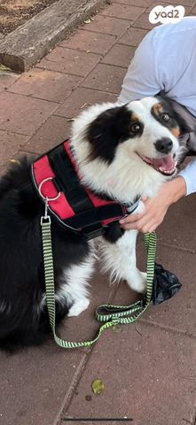 כלב רועים אוסטרלי