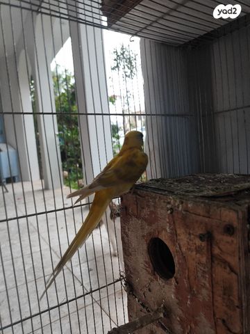 תמונת מודעה - חיות מחמד