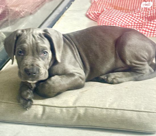 כלב קאנה קורסו