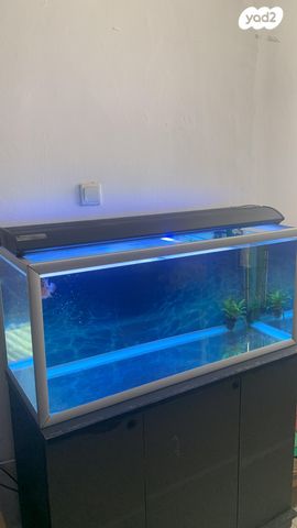 דג ציקלידים