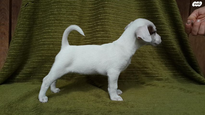 כלב ג'ק ראסל טרייר