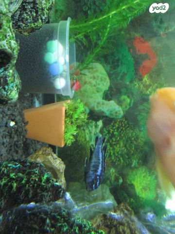 דג ציקלידים