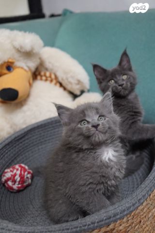 חתול מיין קון