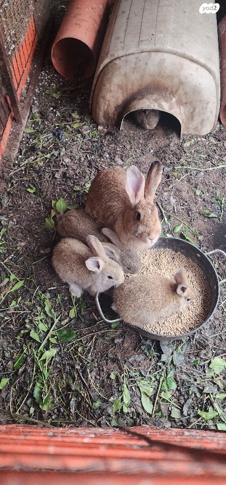 מכרסם ארנב \ שפן