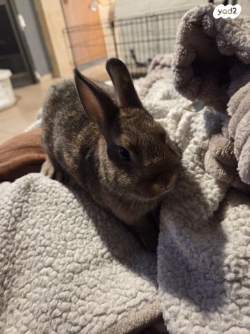 מכרסם ארנב ננסי