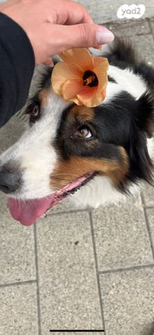 כלב רועים אוסטרלי