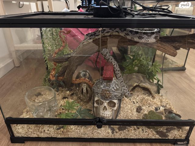 זוחל כרכן תירס