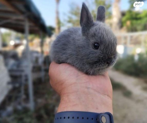 מכרסם ארנב ננסי