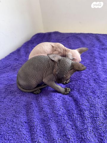 חתול ספינקס