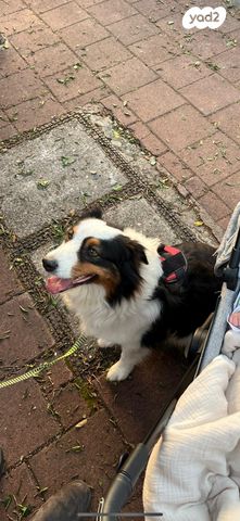 כלב רועים אוסטרלי