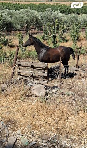 סוס סינגל פוט