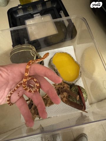 זוחל כרכן תירס