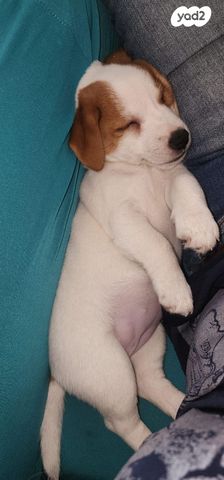 כלב ג'ק ראסל טרייר