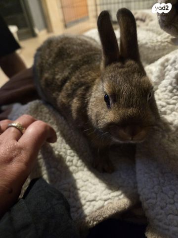 מכרסם ארנב ננסי