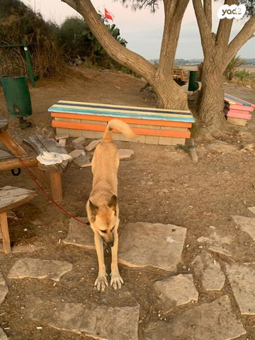 כלב רועה בלגי