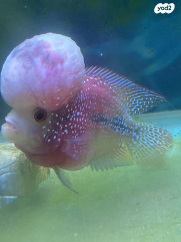 דג ציקלידים