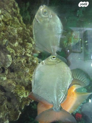 דג ציקלידים