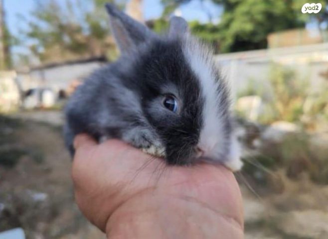מכרסם ארנב ננסי