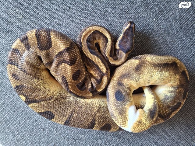 זוחל פיתון מתכדר