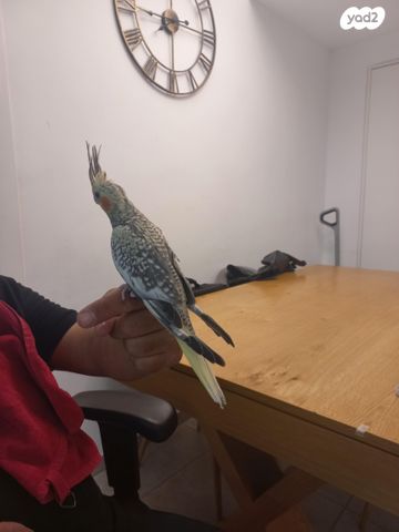 תוכי קוקוטייל